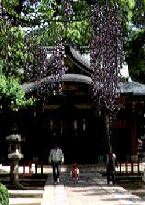 Wisteria and the Koshigaya Hisaizu Shrine