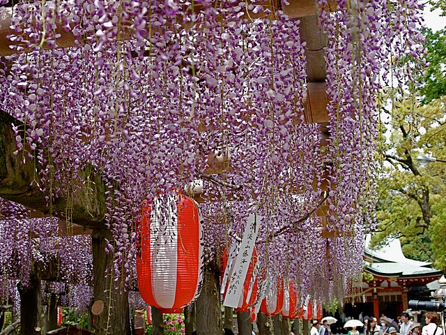 hisaizu shrine wisteria
